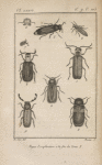 Téléphore livide, grossi (1); Malachie bronzé, grossi (2); Dasyle bipustulé, grossi (3); Lymexylon dermestoïde, grossi (4);  Lymexylon barbu, grossi (5-7); Tille alongé, grossi (8); Enoplie serraticorne, grossie (9)