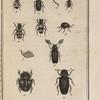 Tille mutillaire (1); Opile mou (2,3); Clairon alvéolaire (4); Nécrobie violette (5); Ptilin pectinicorne, grossi (6,7); Ptine impérial, grossi (8); Gibbie scotias, grossie (9); Vrillette opiniâtre, grossie (10); Escarbot quadrimaculé, grossi (11)