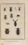 Tille mutillaire (1); Opile mou (2,3); Clairon alvéolaire (4); Nécrobie violette (5); Ptilin pectinicorne, grossi (6,7); Ptine impérial, grossi (8); Gibbie scotias, grossie (9); Vrillette opiniâtre, grossie (10); Escarbot quadrimaculé, grossi (11)