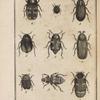 Byrrhe  pillule (1); Dryops auriculé, grossi (2); Elmis de Maugé, grossi (3); Hétérocère bordé, grossi (4); Scaphidie quadrimaculée, grossie (5); Scaphidie agaricine (6); Attagène ondé, grossi (7); Bouclier thoracique (8); Nécrophore fossoyeur (10)