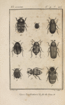 Byrrhe  pillule (1); Dryops auriculé, grossi (2); Elmis de Maugé, grossi (3); Hétérocère bordé, grossi (4); Scaphidie quadrimaculée, grossie (5); Scaphidie agaricine (6); Attagène ondé, grossi (7); Bouclier thoracique (8); Nécrophore fossoyeur (10)