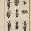 Anthrène de la scrophulaire, grossi (1); Dermeste souris, grossi (2); Astrapée de l'orme, grossi (3); Staphylin  bourdon, grossi (4); Staphylin bipustulé, grossi (5); Staphylin ochracé, grossi (6); Staphylin glabre (7); Pédère riverain, grossi (8); Tachypore chrysomélin, grossi (9)