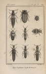 Anthrène de la scrophulaire, grossi (1); Dermeste souris, grossi (2); Astrapée de l'orme, grossi (3); Staphylin  bourdon, grossi (4); Staphylin bipustulé, grossi (5); Staphylin ochracé, grossi (6); Staphylin glabre (7); Pédère riverain, grossi (8); Tachypore chrysomélin, grossi (9)