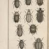 Dacné huméral, grossi (1); Ips cellerier, grossi (2); Thymale oblong, grossi (3); Nitidule discoïde, grossie (4); Nitidule verdâtre, grossie (5); Byture tomenteux, grossi (6); Hydrophile caraboïde, grossi (7); Sperché échancré, grossi (8); Elophore aquatique, grossi (9); Sphéridie hémorrhoïdal de Panzer, variété de notre sphéridie lugubre (10)