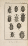 Dacné huméral, grossi (1); Ips cellerier, grossi (2); Thymale oblong, grossi (3); Nitidule discoïde, grossie (4); Nitidule verdâtre, grossie (5); Byture tomenteux, grossi (6); Hydrophile caraboïde, grossi (7); Sperché échancré, grossi (8); Elophore aquatique, grossi (9); Sphéridie hémorrhoïdal de Panzer, variété de notre sphéridie lugubre (10)