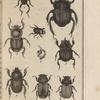 Ateuchus sacré (1); Ateuchus de Schæffer (2); Bousier lunaire (3,4); Onthophage flavipède, grossi (5); Onthophage taureau, grossi (6); Aphodie fimétaire, grossi (7); Aphodie pécari, grossi (8); Géotrupe stercoraire (9)