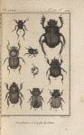 Ateuchus sacré (1); Ateuchus de Schæffer (2); Bousier lunaire (3,4); Onthophage flavipède, grossi (5); Onthophage taureau, grossi (6); Aphodie fimétaire, grossi (7); Aphodie pécari, grossi (8); Géotrupe stercoraire (9)