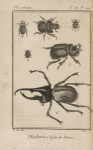 Léthrus céphalote (1); Géotrupe mobilicorne (2); Trox sabuleux (3); Sinodendron cylindrique (4); Oryctès nasicorne (5); Scarabée hercule (6)