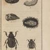 Cétoine dorée (1); Sa larve (2); Sa coque (3); Sa nymphe vue dans sa coque (4); Nymphe, nue (5); Trichie hermite (6)