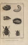 Cétoine dorée (1); Sa larve (2); Sa coque (3); Sa nymphe vue dans sa coque (4); Nymphe, nue (5); Trichie hermite (6)