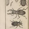 Æsale scarabéïde, mâle (1); Sa tête à part, grossie (2); Une de ses mandibules, grossie (3); Une de ses pattes, grossie (4); Une de ses élytres (5); Lucane cerf-volant, mâle (6), [et] la femelle (7)