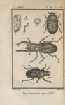 Æsale scarabéïde, mâle (1); Sa tête à part, grossie (2); Une de ses mandibules, grossie (3); Une de ses pattes, grossie (4); Une de ses élytres (5); Lucane cerf-volant, mâle (6), [et] la femelle (7)