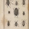 Sépidie tricuspidée (1); Scaure strié, grossi (2); Blaps mucroné (3); Pédine femoral, très-grossi (4); Opatre sabuleux (5); Ténébrion meunier (6); Upis céramboïde (7); Mélandrie canaliculée (8); Mylabre de la chicorée (9)