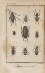 Sépidie tricuspidée (1); Scaure strié, grossi (2); Blaps mucroné (3); Pédine femoral, très-grossi (4); Opatre sabuleux (5); Ténébrion meunier (6); Upis céramboïde (7); Mélandrie canaliculée (8); Mylabre de la chicorée (9)