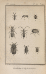 Orthocère à antennes velues, grossi (1); Diapère du bolet (2); Phalérie culinaire, grossie (3); Tétratome des champignons (4); Cnodalon verd, grossi (5);  Mélandrie caraboïde, grossie (6); Notoxe cuculle, grossi (7); Calope serraticorne (8); Horie maculée (9)