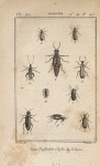 Tétratome des champignons, grossi (1); Cossiphe déprimé, variété, du Portugal (2); Lagrie hérissée (3); Pyrochre cardinale (4); Cérocome verte, grossie (5); Meloé de mai (6); Cantharide vésicatoire (7); Zonitis bout-brûlé (8); Rhipiphore bimaculé, grossi (9); Œdemère bleu (10)