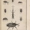 Mordelle fasciée, grossie (1); Rhinomacer charansonite, grossi (2); Anthribe latirostre (3); Bruche du pois, grossi (4); Brente anchorago, grossi (5); Attelabe tête-écorchée, grossi (6); Calendre du palmier (7); Trogossite mauritanique, grossi (8); Mycétophage quadrimaculé, grossi (9)