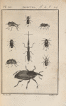 Mordelle fasciée, grossie (1); Rhinomacer charansonite, grossi (2); Anthribe latirostre (3); Bruche du pois, grossi (4); Brente anchorago, grossi (5); Attelabe tête-écorchée, grossi (6); Calendre du palmier (7); Trogossite mauritanique, grossi (8); Mycétophage quadrimaculé, grossi (9)