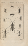 Charanson des noisettes, grossi (1); Bostriche capucin, grossi (2); Hypophlée châtain, grossi (3); Cucuje déprimé (4); Donacie crassipède, grossie (5); Criocère du lis, grossie (6); Capricorne musqué (7); Callidie arquée (8); Molorque majeur (9); Lepture éperonnée, grossie (10)