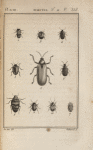 Clythre quadriponctuée, grossie (1); Eumolpe précieux, grossi (2); Chrysomèle sanguinolente, grossie (3); Galéruque de la tanaisie, grossie (4); Alurne grossie (5); Hispe très-noire, grossie (6); Casside verte, grossie (7); Erotyle géant (8); Coccinelle sept-points, grossie (9); Endomyque écarlate, grossi (10)