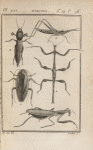 Blatte kakerlac (1); Phasme bâton (2); Mante religieuse (3); Courtillière commune (4); Truxale à grand nez (5)