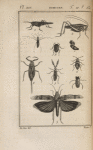 Jambe et tarse d'une patte antérieure de la courtillière commune, grossie (1); Sauterelle grise (2); Criquet germanique (3); Tétrix subulée, grossie (4); Capse cornes-épaisses, grossi (5); Acanthie tachetée, grossie (6); Gerris des lacs, grossi (7); Nèpe cendrée (8); Galgule oculé, grossi (9)