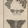 Nymphale morio, en dessus (1); Nymphale satyre, en dessus (2); Nymphale demi-deuil, en dessus (3); Piéris aurore, en dessus (4)