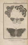 Nymphale morio, en dessus (1); Nymphale satyre, en dessus (2); Nymphale demi-deuil, en dessus (3); Piéris aurore, en dessus (4)