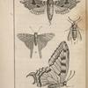 Papillon grand porte-queue (1); Hespérie protée (2); Smérinthe du tilleul (3); Sésie apiforme (4)