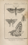 Papillon grand porte-queue (1); Hespérie protée (2); Smérinthe du tilleul (3); Sésie apiforme (4)