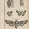 Polyommate corydon (1: en dessus, 2: en dessous); Sphinx à tête de mort (3); Hépiale du houblon, femelle (4); Bombyx feuille-morte (5)