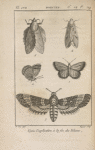 Polyommate corydon (1: en dessus, 2: en dessous); Sphinx à tête de mort (3); Hépiale du houblon, femelle (4); Bombyx feuille-morte (5)