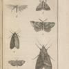 Noctuelle lunaire (1); Phalène du lilas (2); Herminie ventilabre (3); Pyrale verte à bandes (4); Pyrale des pommes (5); Ptérophore pentadactyle (6)