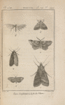 Noctuelle lunaire (1); Phalène du lilas (2); Herminie ventilabre (3); Pyrale verte à bandes (4); Pyrale des pommes (5); Ptérophore pentadactyle (6)