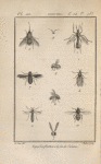 Tipule pectinicorne (1); Céroplate tipuloïde, grossi (2,3); Biblion précoce, grossi (4); Bombyle ponctué, un peu grossi (5); Cyllénie tachetée, grossie (6); Anthrax morio, grossi (7); Cyrthe acéphale, grossi (8); Ses antennes grossies, vues à part (9); Ogcode renflé, grossi (10)