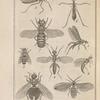 Psychode des murs, très-grossie (1); Empis pennipède, très-grossi (2); Eristale tenace (3); Sépedon des marais, grossi (4); Loxocère ichneumon, grossie (5); Calobate filiforme, grossie (6); Scénopine des fenêtres, male, très-grossi (7); Phore pallipède, grossi (8); Ornithomyie verte, grossie (9)