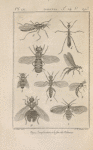 Psychode des murs, très-grossie (1); Empis pennipède, très-grossi (2); Eristale tenace (3); Sépedon des marais, grossi (4); Loxocère ichneumon, grossie (5); Calobate filiforme, grossie (6); Scénopine des fenêtres, male, très-grossi (7); Phore pallipède, grossi (8); Ornithomyie verte, grossie (9)
