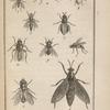 Empis livide, grossi (1); Taon des bœufs (2); Thérève plébéienne, grossie (3); Rhagion bécasse, grossi (4); Dolichope à crochets, grossi (5); Midas effilé, grossi (6); Stratiome caméléon, un peu grossi (7); Némotèle uligineuse, grossie (8); Stomoxe piquant, grossi (9); Mérodon clavipède, un peu grossi (10)