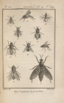 Empis livide, grossi (1); Taon des bœufs (2); Thérève plébéienne, grossie (3); Rhagion bécasse, grossi (4); Dolichope à crochets, grossi (5); Midas effilé, grossi (6); Stratiome caméléon, un peu grossi (7); Némotèle uligineuse, grossie (8); Stomoxe piquant, grossi (9); Mérodon clavipède, un peu grossi (10)