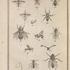 Conops rufipède, un peu grossi (1); Sa tête, à part, grossie (2); Myope ferrugineuse, un peu grossie (3); Rhingie à bec, grossie (4); Cérie clavicorne (5); Diopsis ichneumoné, un peu grossi (6); Sa tête, à part, très-grossie (7); Echinomye géante (8); Ochthère mante, grossie (9); Une de ses pattes de devant très-grossie (10); Œstre des rennes, grossi (11); Hippobosque du cheval, un peu grossi (12); Mélophage des moutons, grossi (13); Nyctéribie pédiculaire, grossie (14)