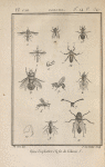 Conops rufipède, un peu grossi (1); Sa tête, à part, grossie (2); Myope ferrugineuse, un peu grossie (3); Rhingie à bec, grossie (4); Cérie clavicorne (5); Diopsis ichneumoné, un peu grossi (6); Sa tête, à part, très-grossie (7); Echinomye géante (8); Ochthère mante, grossie (9); Une de ses pattes de devant très-grossie (10); Œstre des rennes, grossi (11); Hippobosque du cheval, un peu grossi (12); Mélophage des moutons, grossi (13); Nyctéribie pédiculaire, grossie (14)