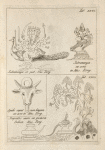 Tab. 26. Subramanya; Subramanya; Tab. 27. Apidis caput cum lingam; Serpentes sacri.