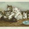 The Kittens