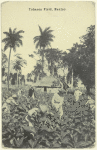 Tobacco Field, Mexico.