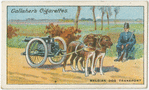 Belgian dog transport.