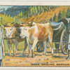 Oxen hauling Servian artllery.