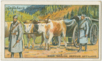 Oxen hauling Servian artllery.