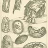 Roman shields