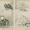 Two images of Zeus in the form of an eagle approaching Ganymede
