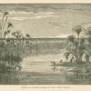 Swamp of papyrus reeds on the Upper Jordan